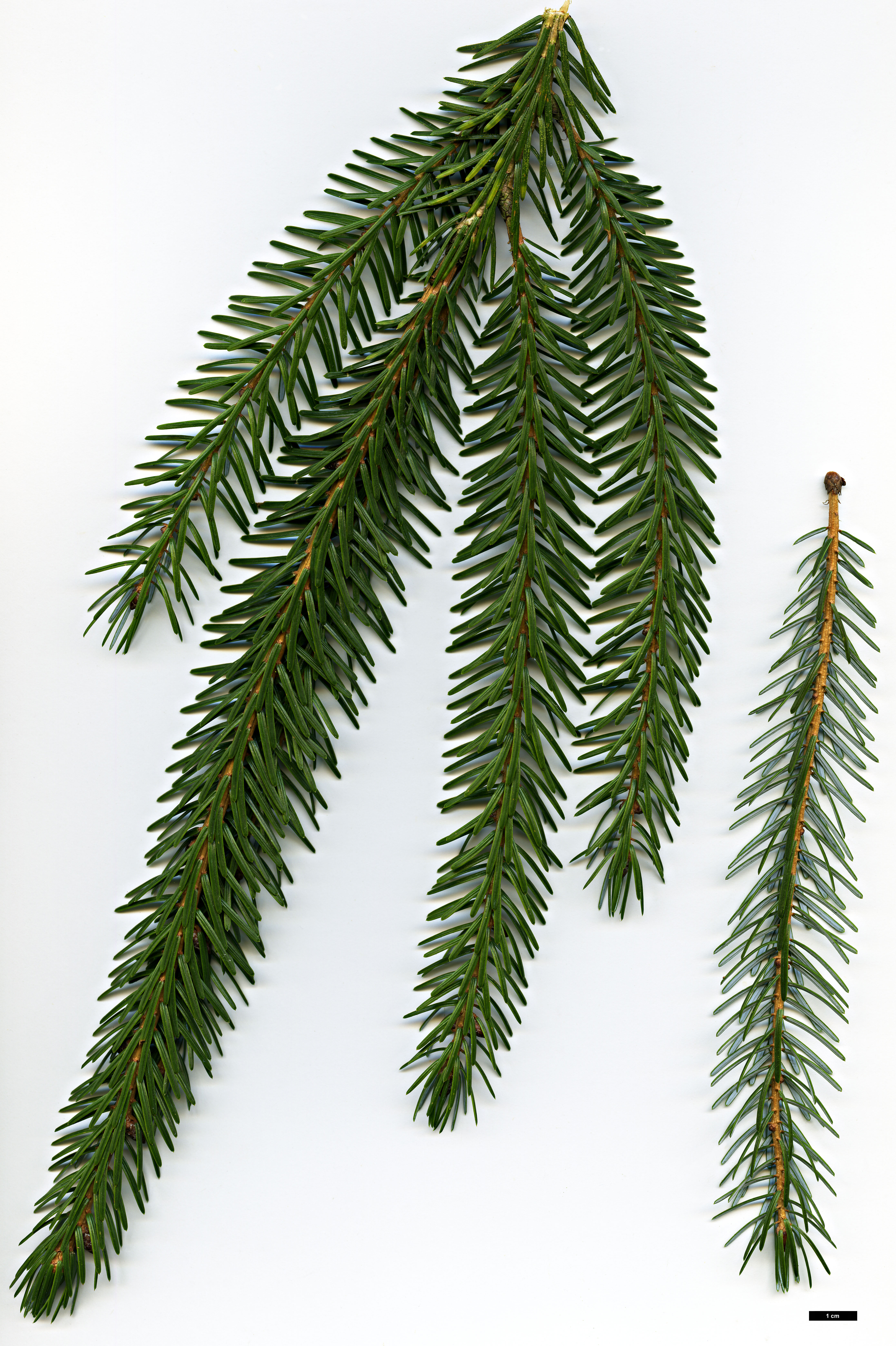 High resolution image: Family: Pinaceae - Genus: Picea - Taxon: brachytyla - SpeciesSub: var. complanata